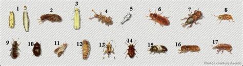 Kitchen bugs identification. Things To Know About Kitchen bugs identification. 
